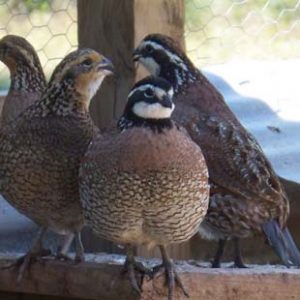 Bobwhite Quail – Renaissance Farmstead