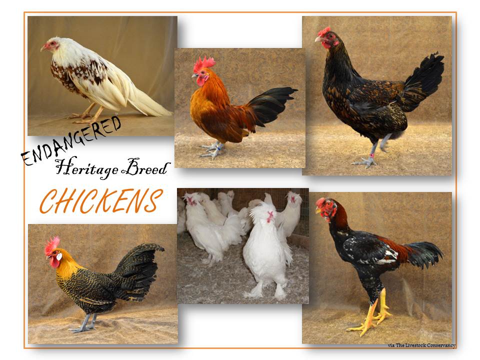 Heritage Livestock Chickens Renaissance Farmstead