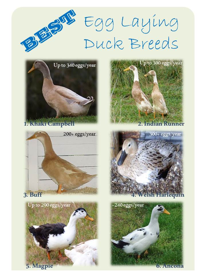 Laying Ducks Renaissance Farmstead