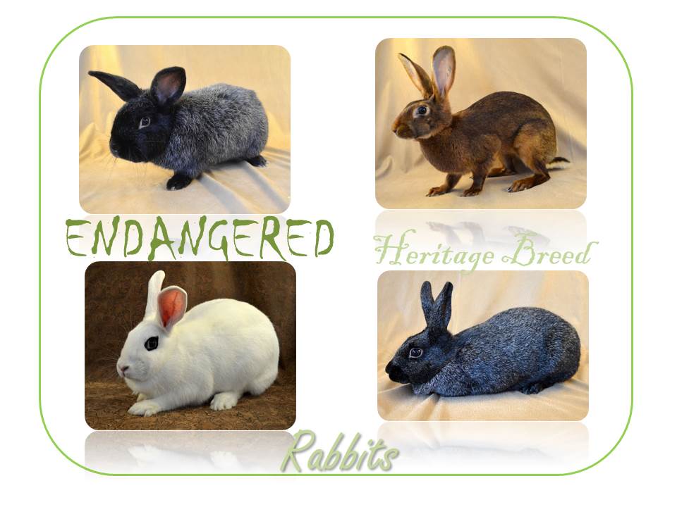 Heritage Livestock: Rabbits – Renaissance Farmstead