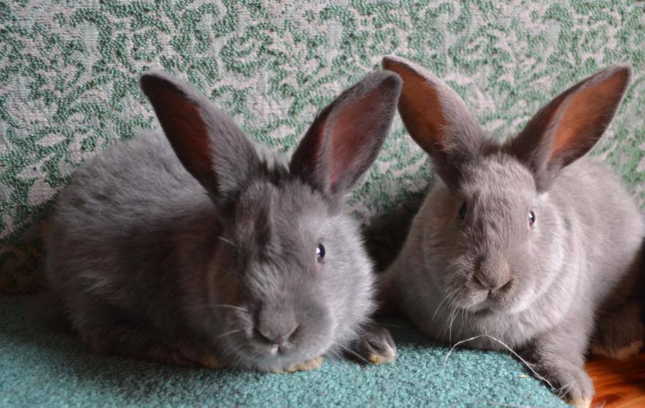 Silver Fox Rabbits Renaissance Farmstead